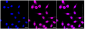 KD-Validated Anti-SMAD5 Rabbit Monoclonal Antibody