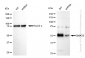 KD-Validated Anti-SMAD5 Rabbit Monoclonal Antibody