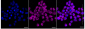 KD-Validated Anti-Stromal interaction molecule 1 Rabbit Monoclonal Antibody