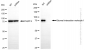 KD-Validated Anti-Stromal interaction molecule 1 Rabbit Monoclonal Antibody