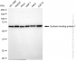 KD-Validated Anti-Syntaxin binding protein 1 Rabbit Monoclonal Antibody