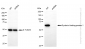KD-Validated Anti-Syntaxin binding protein 1 Rabbit Monoclonal Antibody