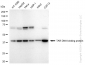 KD-Validated Anti-TAR DNA binding protein Rabbit Monoclonal Antibody