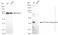KD-Validated Anti-TAR DNA binding protein Rabbit Monoclonal Antibody