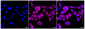 KD-Validated Anti-Wnt family member 5A Rabbit Monoclonal Antibody