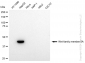 KD-Validated Anti-Wnt family member 5A Rabbit Monoclonal Antibody