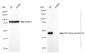 KD-Validated Anti-Wnt family member 5A Rabbit Monoclonal Antibody