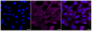 KD-Validated Anti-NFKB1 Rabbit Monoclonal Antibody