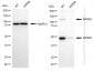 KD-Validated Anti-NFKB1 Rabbit Monoclonal Antibody