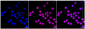 KD-Validated Anti-Grp75 Rabbit Monoclonal Antibody