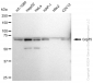 KD-Validated Anti-Grp75 Rabbit Monoclonal Antibody