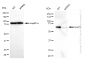 KD-Validated Anti-Grp75 Rabbit Monoclonal Antibody