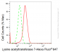 KD-Validated Anti-Lysine acetyltransferase 7 Rabbit Monoclonal Antibody