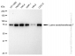 KD-Validated Anti-Lysine acetyltransferase 7 Rabbit Monoclonal Antibody