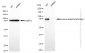 KD-Validated Anti-Lysine acetyltransferase 7 Rabbit Monoclonal Antibody