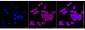 KD-Validated Anti-Tripartite Motif Containing 25 Rabbit Monoclonal Antibody