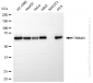 KD-Validated Anti-Tripartite Motif Containing 25 Rabbit Monoclonal Antibody