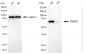 KD-Validated Anti-Tripartite Motif Containing 25 Rabbit Monoclonal Antibody