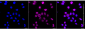 KD-Validated Anti-BAG Cochaperone 6 Rabbit Monoclonal Antibody