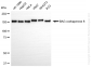 KD-Validated Anti-BAG Cochaperone 6 Rabbit Monoclonal Antibody