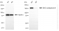 KD-Validated Anti-BAG Cochaperone 6 Rabbit Monoclonal Antibody