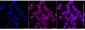 KD-Validated Anti-TRNA Methyltransferase 2 Homolog Rabbit Monoclonal Antibody