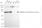 KD-Validated Anti-TRNA Methyltransferase 2 Homolog Rabbit Monoclonal Antibody