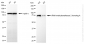 KD-Validated Anti-TRNA Methyltransferase 2 Homolog Rabbit Monoclonal Antibody