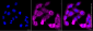 KD-Validated Anti-Cysteinyl-TRNA Synthetase 1 Rabbit Monoclonal Antibody
