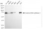KD-Validated Anti-Cysteinyl-TRNA Synthetase 1 Rabbit Monoclonal Antibody