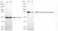 KD-Validated Anti-Cysteinyl-TRNA Synthetase 1 Rabbit Monoclonal Antibody