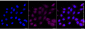 KD-Validated Anti-GFPT1 Rabbit Monoclonal Antibody
