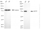 KD-Validated Anti-GFPT1 Rabbit Monoclonal Antibody