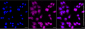 KD-Validated Anti-Checkpoint Kinase 1 Rabbit Monoclonal Antibody
