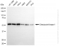 KD-Validated Anti-Checkpoint Kinase 1 Rabbit Monoclonal Antibody