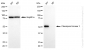 KD-Validated Anti-Checkpoint Kinase 1 Rabbit Monoclonal Antibody