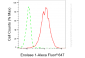 KD-Validated Anti-Enolase 1 Rabbit Monoclonal Antibody