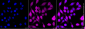 KD-Validated Anti-Enolase 1 Rabbit Monoclonal Antibody