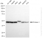 KD-Validated Anti-Enolase 1 Rabbit Monoclonal Antibody