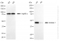 KD-Validated Anti-Enolase 1 Rabbit Monoclonal Antibody