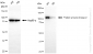 KD-Validated Anti-Protein Tyrosine Kinase 2 Rabbit Monoclonal Antibody