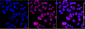 KD-Validated Anti-Chromobox Rabbit Monoclonal Antibody