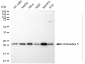 KD-Validated Anti-Chromobox Rabbit Monoclonal Antibody