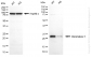 KD-Validated Anti-Chromobox Rabbit Monoclonal Antibody