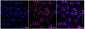 KD-Validated Anti-Acetyl-CoA acyltransfe rase 2 Rabbit Monoclonal Antibody