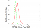 KD-Validated Anti-ARPC2 Rabbit Monoclonal Antibody