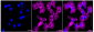 KD-Validated Anti-ARPC2 Rabbit Monoclonal Antibody