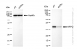 KD-Validated Anti-ARPC2 Rabbit Monoclonal Antibody