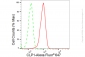 KD-Validated Anti-CLP1 Rabbit Monoclonal Antibody