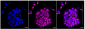 KD-Validated Anti-CLP1 Rabbit Monoclonal Antibody